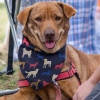 Medium Pet Bandanas Feature